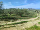 Particella, CASTELDACCIA, 25.000 €, 2792,00 mq