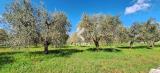 Particella, MARTINA FRANCA, 37.000 €, 7852,00 mq