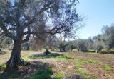 Particella, SAN VITO DEI NORMANNI, 28.000 €, 8585,00 mq