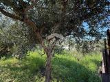 Particella, CARINI, 47.000 €, 1100,00 mq