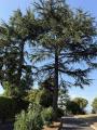 Affitto, Appartamento, ROMA, Giustiniana, 730 €, 45,00 mq