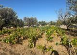 Particella, SAN VITO DEI NORMANNI, 45.000 €, 4713,00 mq