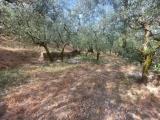 Particella, SPELLO, 48.000 €, 1440,00 mq