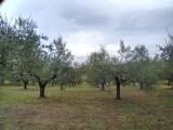 Particella, MANOPPELLO, 20.000 €, 13410,00 mq