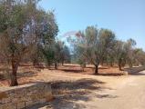 Particella, SAN VITO DEI NORMANNI, 70.000 €, 11000,00 mq
