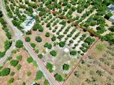 Particella, MONOPOLI, 19.000 €, 4127,00 mq