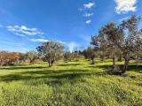 Particella, MONTESILVANO, 800.000 €, 20217,00 mq