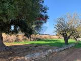Particella, MONOPOLI, 290.000 €, 16500,00 mq