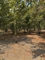 Particella, DOMICELLA, 22.000 €, 3460,00 mq