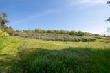 Particella, CIVITANOVA MARCHE, 150.000 €, 48290,00 mq