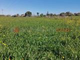 Particella, REGGIO DI CALABRIA, Ravagnese, 105.000 €, 3000,00 mq