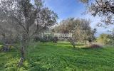 Particella, MESSINA, Rodia, 15.000 €, 820,00 mq