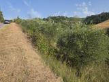 Particella, ACQUAVIVA PICENA, 20.000 €, 13685,00 mq