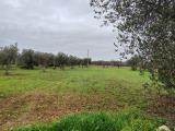 Particella, POLIGNANO A MARE, 21.000 €, 4573,00 mq