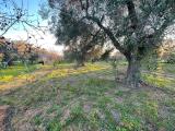 Particella, CAROVIGNO, 35.000 €, 12400,00 mq