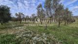 Particella, ALGHERO, 370.000 €, 60000,00 mq
