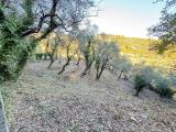 Particella, IMPERIA, 10.000 €, 727,00 mq