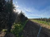Particella, BIBBONA, 60.000 €, 10021,00 mq