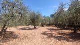 Particella, CASTELNUOVO BERARDENGA, 30.000 €, 10075,00 mq