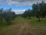 Particella, DOLIANOVA, 50.000 €, 10300,00 mq