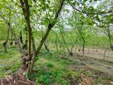Particella, DOMICELLA, 16.000 €, 9662,00 mq