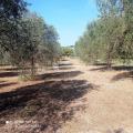 Particella, ISPICA, 290.000 €, 80000,00 mq