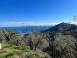 Particella, ALASSIO, 470.000 €, 8000,00 mq