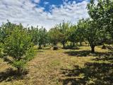 Particella, SOMMA VESUVIANA, 35.000 €, 1964,00 mq