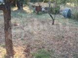 Particella, CRISPIANO, 41.000 €, 438,00 mq