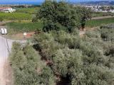 Particella, MIGLIANICO, 27.500 €, 650,00 mq
