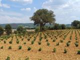 Particella, SUVERETO, 4.950.000 €, 51000,00 mq