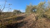 Particella, NOTO, 88.000 €, 25350,00 mq