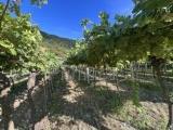 Particella, NEGRAR, 530.000 €, 12621,00 mq