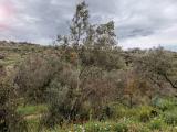 Particella, SESSA AURUNCA, 20.000 €, 8200,00 mq