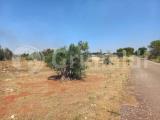 Particella, UGENTO, 6.000 €, 2400,00 mq