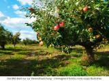 Particella, MARLENGO - MARLING, 700.000 €, 3000,00 mq