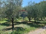 Particella, SOIANO DEL LAGO, 995.000 €, 24000,00 mq