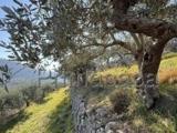 Particella, VERONA, Avesa, 85.000 €, 4850,00 mq