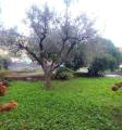 Casa, AMEGLIA, 330.000 €, 355,00 mq