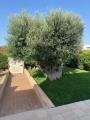 Casa, POLIGNANO A MARE, 240.000 €, 84,00 mq