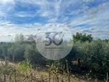 Casa, AREZZO, 195.000 €, 170,00 mq