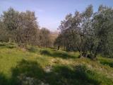 Casa, MONTAIONE, 850.000 €, 800,00 mq