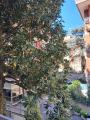 Appartamento, ROMA, Ardeatino, 480.000 €, 116,00 mq