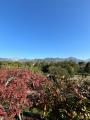 Appartamento, PIETRASANTA, 600.000 €, 50,00 mq