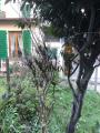 Casa, FIRENZE, Rifredi, 510.000 €, 180,00 mq