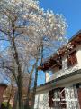 Casa, VIGEVANO, 450.000 €, 285,00 mq