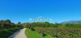 Casa, MONTEBELLUNA, 230.000 €, 600,00 mq