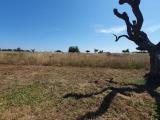 Particella, NARDÒ, 40.000 €, 10141,00 mq