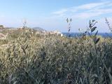 Particella, IMPERIA, 1.500.000 €, 4500,00 mq
