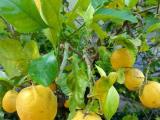 Affitto, Appartamento, ANDORA, <i>A richiesta</i>, 50,00 mq